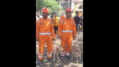 NDRF sniffer dogs at Bhiwandi building collapse site on Sunday (HT PHOTO) NDRF sniffer dogs at Bhiwandi building collapse site on Sunday (HT PHOTO)