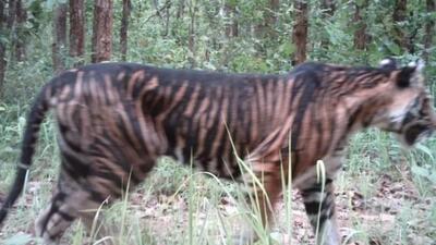 Primary inquiry confirms multiple injury marks on the carcass of the tiger. (HT photo) Primary inquiry confirms multiple injury marks on the carcass of the tiger. (HT photo)