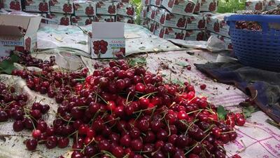 The fruit’s arrival in markets was delayed by a fortnight due to the dry winter and hailstorms that damaged the crop. (HT File) The fruit’s arrival in markets was delayed by a fortnight due to the dry winter and hailstorms that damaged the crop. (HT File)