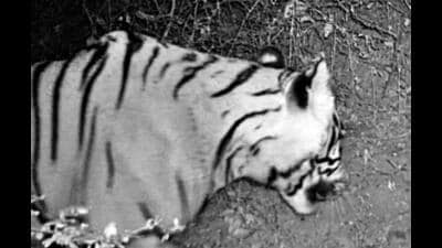 The tiger seen on a camera trap (HT Photo) The tiger seen on a camera trap (HT Photo)