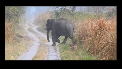 Tiger hides from elephant herd. (Instagram/@Vijetha Simha) Tiger hides from elephant herd. (Instagram/@Vijetha Simha)