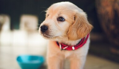 If you notice that your pup is having difficulty being left alone, there are some steps you can take to help them better cope with the separation. (Unsplash) If you notice that your pup is having difficulty being left alone, there are some steps you can take to help them better cope with the separation. (Unsplash)