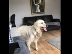 Golden Retriever walks 64km in 27 days to go back to his family. Golden Retriever walks 64km in 27 days to go back to his family.