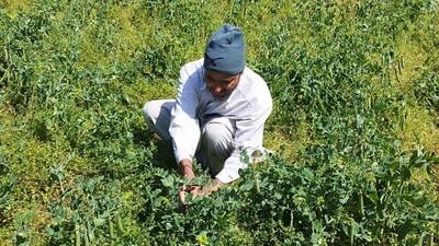 A farmer tending to his crop in a village in Kashmir’s Uri district. (HT Photo)
