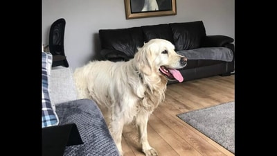 Golden Retriever walks 64km in 27 days to go back to his family. (Facebook/@Lost Paws NI) Golden Retriever walks 64km in 27 days to go back to his family. (Facebook/@Lost Paws NI)