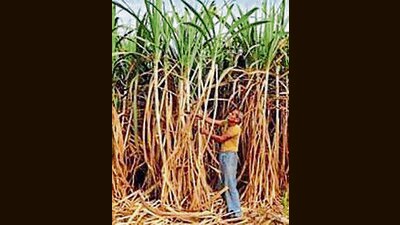 Hundreds of farmers on Tuesday held a protest at the Karnal co-operative sugar mill against the delay in the disbursement of payment. (REUTERS File Photo)