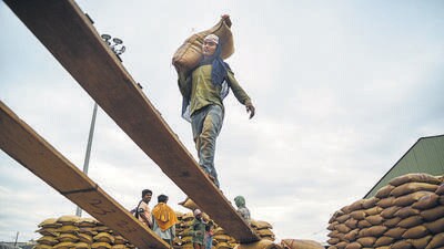Out of the 115.77 lakh tonnes of wheat that arrived in the mandis of the state by Monday evening, 51.27 lakh tonne (44%) awaits to be lifted. (PTI) Out of the 115.77 lakh tonnes of wheat that arrived in the mandis of the state by Monday evening, 51.27 lakh tonne (44%) awaits to be lifted. (PTI)