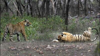 The board has also given its nod to cut more than 9,966 trees for various infrastructure projects in various parts of the state. Around 1,076 trees will be cut in Thane for a Kalyan-Kasara railway which is passing through Ulhasnagar, Kalyan and Shahapur. The trees are in Tansa wildlife and eco-sensitive areas. Around 3,392 trees will make way for Chandrapur greenfield airport, while 5,140 trees are planned to be felled for the national highway passing around Tadoba-Andhari tiger reserve in Vidarbha. The board also gave its nod to fell 358 trees to make way for the state highway between Navegaon and T Point in Gadchiroli. (AP) The board has also given its nod to cut more than 9,966 trees for various infrastructure projects in various parts of the state. Around 1,076 trees will be cut in Thane for a Kalyan-Kasara railway which is passing through Ulhasnagar, Kalyan and Shahapur. The trees are in Tansa wildlife and eco-sensitive areas. Around 3,392 trees will make way for Chandrapur greenfield airport, while 5,140 trees are planned to be felled for the national highway passing around Tadoba-Andhari tiger reserve in Vidarbha. The board also gave its nod to fell 358 trees to make way for the state highway between Navegaon and T Point in Gadchiroli. (AP)