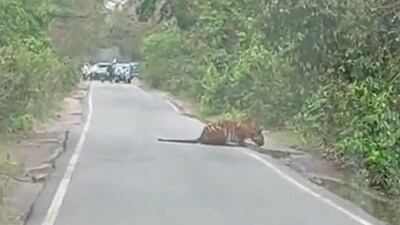 Tiger drinks water from the middle of a road. (Twitter/@ParveenKaswan) Tiger drinks water from the middle of a road. (Twitter/@ParveenKaswan)