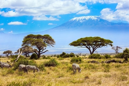 The Northern Kenya Grassland Carbon Project is a carbon credit programme replacing unplanned grazing with planned rotational grazing aiming for larger soil carbon storage. Credit: Shutterstock The Northern Kenya Grassland Carbon Project is a carbon credit programme replacing unplanned grazing with planned rotational grazing aiming for larger soil carbon storage. Credit: Shutterstock