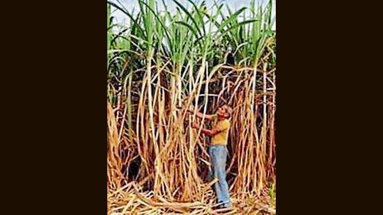 Hundreds of farmers on Tuesday held a protest at the Karnal co-operative sugar mill against the delay in the disbursement of payment. (REUTERS File Photo)
