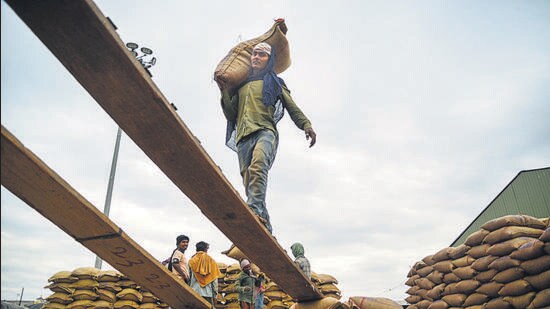 Out of the 115.77 lakh tonnes of wheat that arrived in the mandis of the state by Monday evening, 51.27 lakh tonne (44%) awaits to be lifted. (PTI)