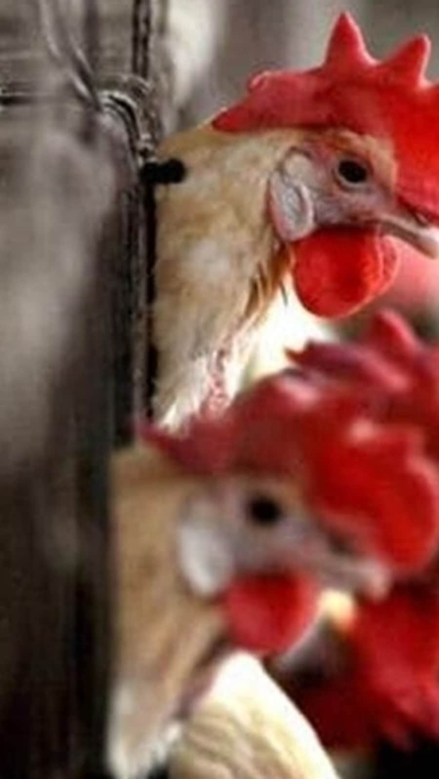 Bird flu: The virus generally occurs among wild aquatic birds and can infect domestic poultry, other birds, and animals. (PTI)