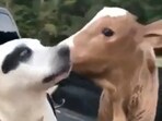 Dog and calf being best friends.
