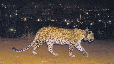 Light on secret life of city leopards