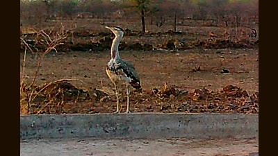 A female Great Indian Bustard was spotted at a water source in the last week of April. (SOURCED)
