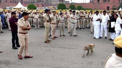 A monkey crosses the road near Parliament in New Delhi. (ANI) A monkey crosses the road near Parliament in New Delhi. (ANI)