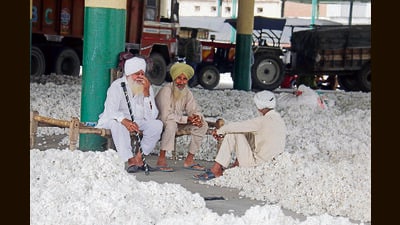 Cotton lying in the grain market of Bathinda on Wednesday. ((Photo by Sanjeev Kumar/Hindustan Times))