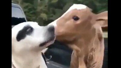 Dog and calf being best friends. (Reddit/@u/JettMe_Red) Dog and calf being best friends. (Reddit/@u/JettMe_Red)