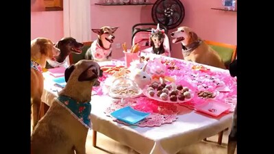 Snapshot of dog birthday. (Twitter/@buitengebieden) Snapshot of dog birthday. (Twitter/@buitengebieden)