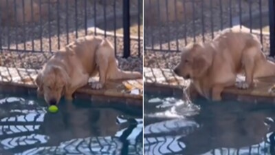The video shows the dog who picked up a ball from a pool before falling inside. (Reddit) The video shows the dog who picked up a ball from a pool before falling inside. (Reddit)