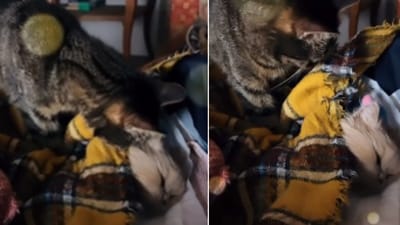 The image shows a cat trying to wake its sibling. (Reddit/@chybaignacy) The image shows a cat trying to wake its sibling. (Reddit/@chybaignacy)