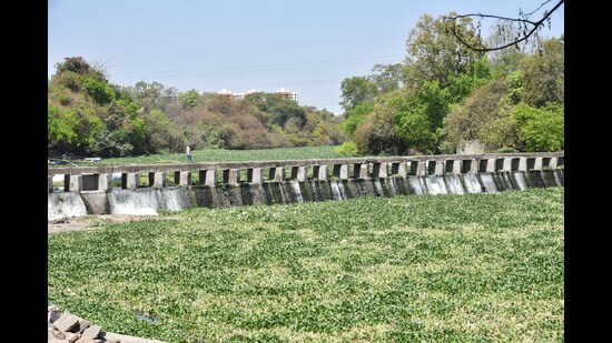 The Pune Municipal Corporation (PMC) is working on using drones for sprinkling pesticides on water hyacinths (HT FILE PHOTO)