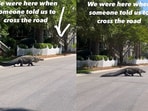 Alligator crossing road in South Carolina. Alligator crossing road in South Carolina.