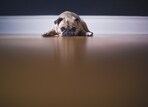 A dog's diet can play a crucial role in their mental and emotional well-being. A dog's diet can play a crucial role in their mental and emotional well-being.