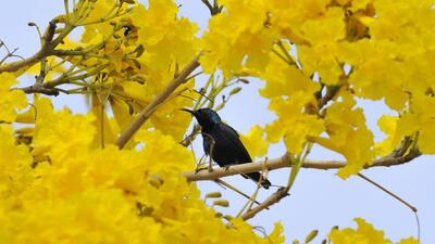 A purple sunbird on a flowering tree. (Burhaan Kinu / Hindustan Times) A purple sunbird on a flowering tree. (Burhaan Kinu / Hindustan Times)