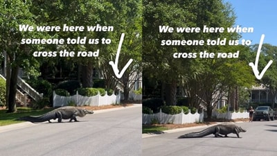 Alligator crossing road in South Carolina. (Instagram/@Teresa Farrell Ficca) Alligator crossing road in South Carolina. (Instagram/@Teresa Farrell Ficca)