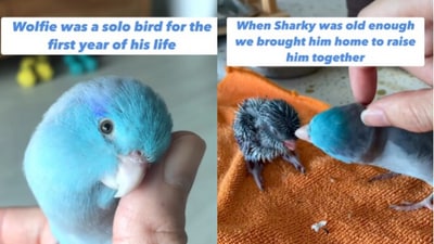 Snapshot of Wolfie and Sharky. (Instagram/@littlewolfiebird) Snapshot of Wolfie and Sharky. (Instagram/@littlewolfiebird)