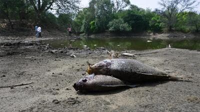 Dead fish floating on the surface of the pond. (Vipin Kumar/HT Photo) Dead fish floating on the surface of the pond. (Vipin Kumar/HT Photo)
