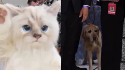Dog reacts to Jared Leto's cat costume at Met Gala 2023. (Instagram/@ohteen) Dog reacts to Jared Leto's cat costume at Met Gala 2023. (Instagram/@ohteen)