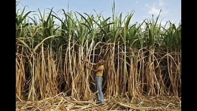 Earlier only western Maharashtra was involved in sugarcane farming but now it spread across the state. (REPRESENTATIVE PHOTO)