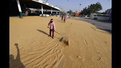 Labourers spread the wheat grains for drying at grain market in Jalandhar. (ANI)