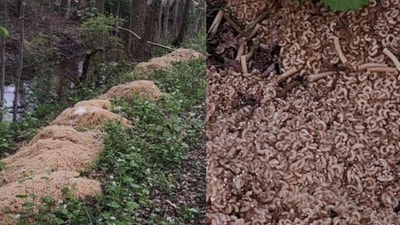 Dumped pasta in New Jersey. (Reddit/@stormborn72)