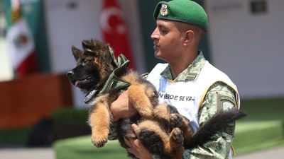 A soldier holds a German Shepherd puppy named 'Arkadas',  which was donated by the Turkey government as a gesture of gratitude following the death of Mexican rescue dog Proteo during the search for survivors of last February's quake in the town of Adiyaman, Turkey. (REUTERS)