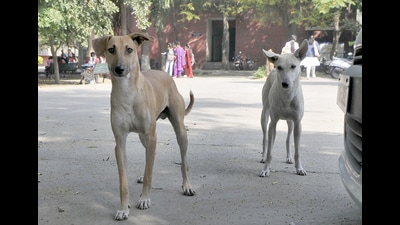 Ropar district forest officer Kulraj Singh said, “The post-mortem reports revealed injury marks on the body of the peacock which appears to have died after being attacked by stray dogs.” (HT File Photo)
