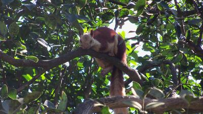 The sanctuary is known for housing many animal species, including Indian giant squirrel, leopard, sambar deer, striped hyena, golden jackal, deer, common langur, and Indian pangolin. (REPRESENTATIVE PHOTO)
