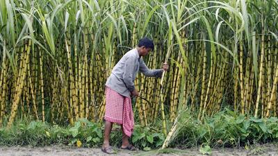 There is more demand from oil industries for ethanol blending but existing mills are not able to provide the required supply. (REPRESENTATIVE PHOTO)