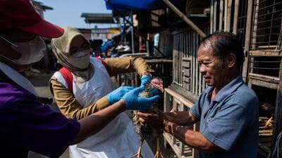 Veterinarians take a sample for avian influenza from chickens in Indonesia. (AFP) Veterinarians take a sample for avian influenza from chickens in Indonesia. (AFP)