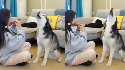 The image shows the dog joining its pet mom during her flute performance. (Reddit/@tommos) The image shows the dog joining its pet mom during her flute performance. (Reddit/@tommos)