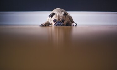 A dog's diet can play a crucial role in their mental and emotional well-being. (Unsplash) A dog's diet can play a crucial role in their mental and emotional well-being. (Unsplash)