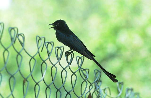 A black drongo bird on a fence in Chandigarh. (Keshav Singh/Hindustan Times) A black drongo bird on a fence in Chandigarh. (Keshav Singh/Hindustan Times)