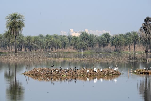 A group of migratory birds frolicking at Surajpur wetland in Greater Noida (Sunil Ghosh/Hindustan Times) A group of migratory birds frolicking at Surajpur wetland in Greater Noida (Sunil Ghosh/Hindustan Times)