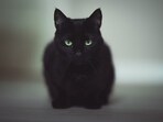 Representational image of a black cat. Representational image of a black cat.