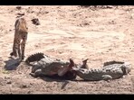Crocodile chases away cheetahs.