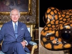 The rare species of the frog was named after King Charles to honour him. The rare species of the frog was named after King Charles to honour him.