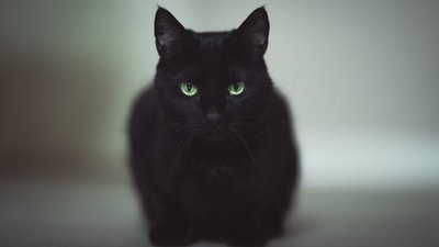 Representational image of a black cat. (Unsplash) Representational image of a black cat. (Unsplash)